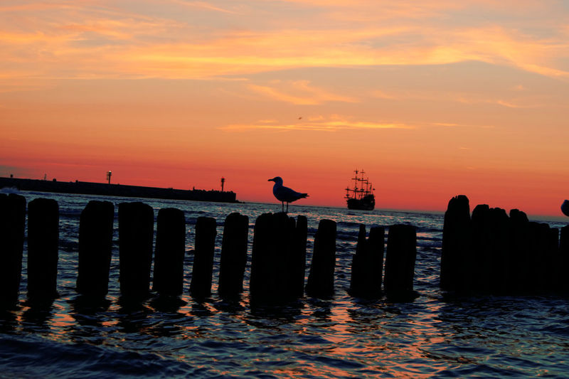 Seagulls perching on wooden post at beach during sunset