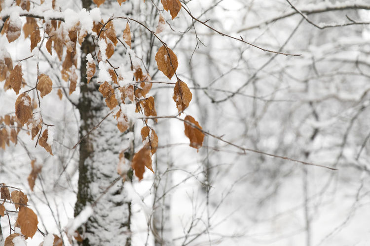 Close-up of snow covered plants against trees during winter