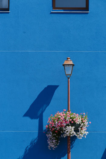 Close-up of flower vase against blue wall