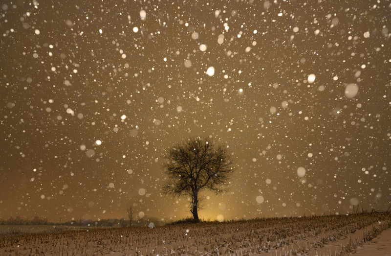 Lone tree in a field on a cloudy night