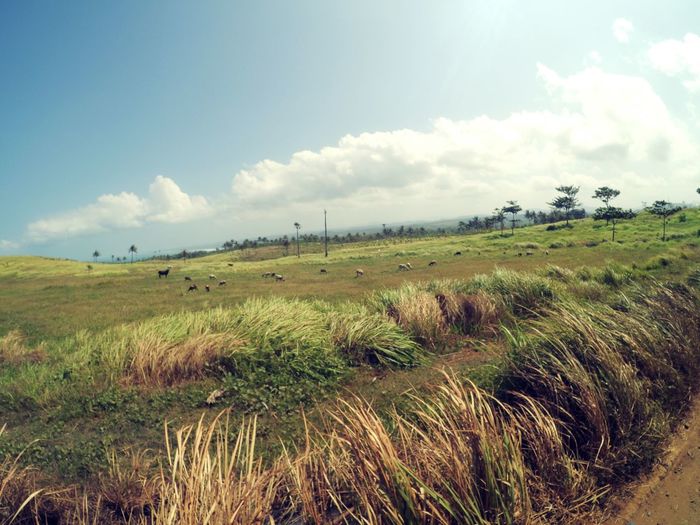 Scenic view of grassy field against cloudy sky