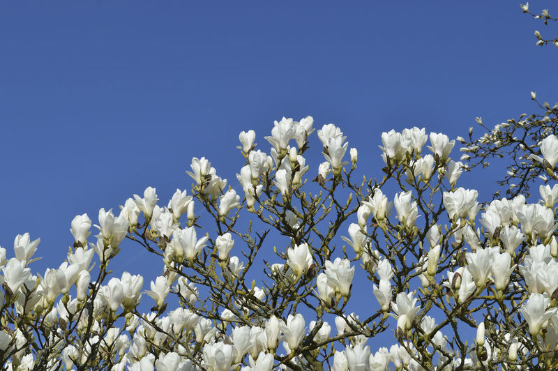 Low angle view of white flowering plant against clear blue sky