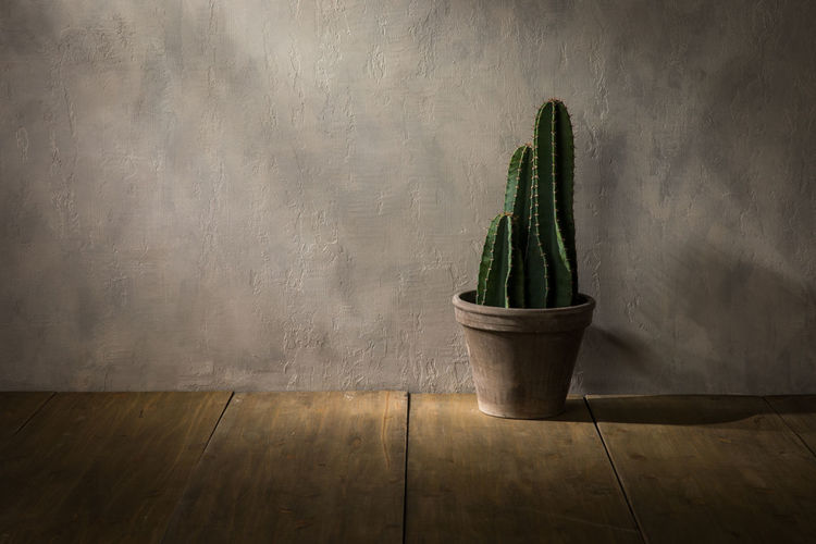 Potted plant on table at home