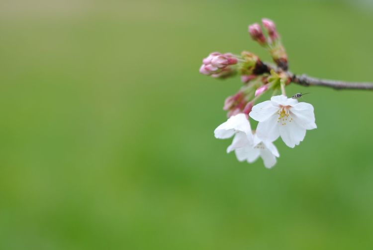 Close-up of white cherry blossoms