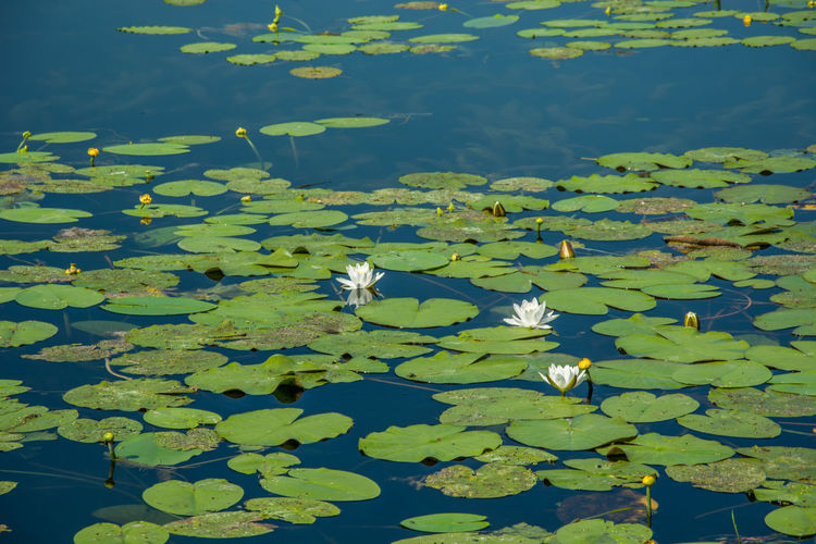 Floating green leaves and white lotus flowers on the water's surface