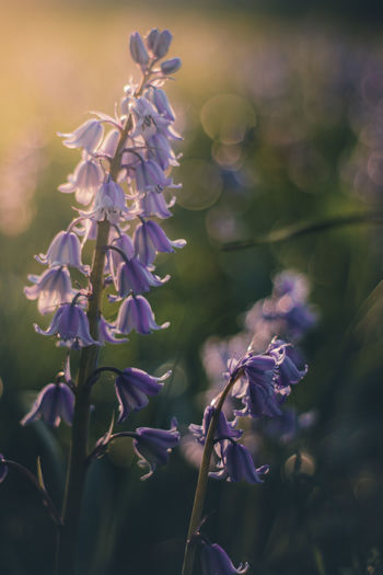 Close-up of purple flowering plant on field