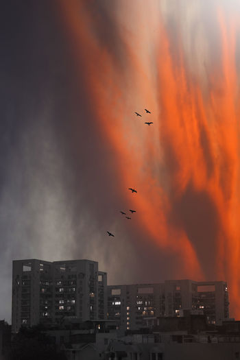 Birds flying over buildings in city during sunset