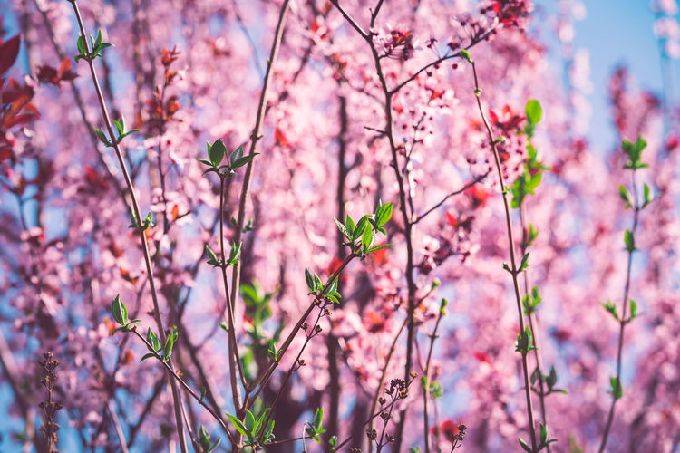 Close-up of pink cherry blossom