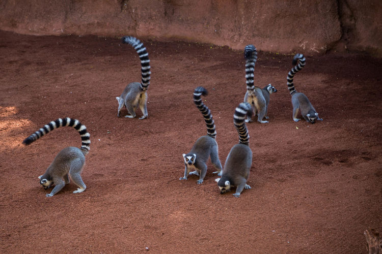 High angle view of ringtail lemurs at zoo