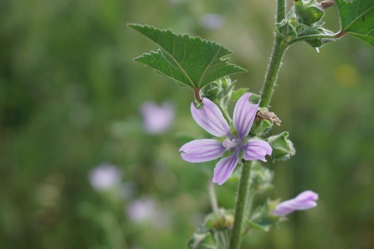 Close-up of purple flowering plant