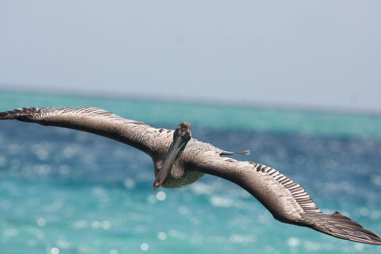 Close-up of pelican