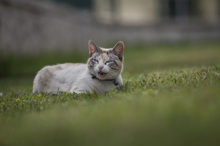 Close-up of cat lying on grassy field