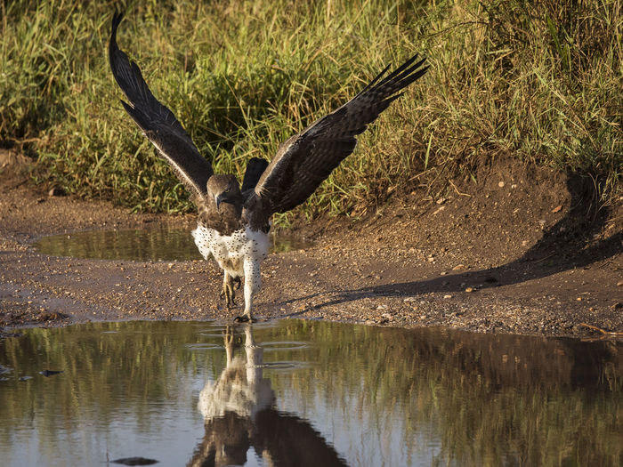 View of bird drinking water from lake
