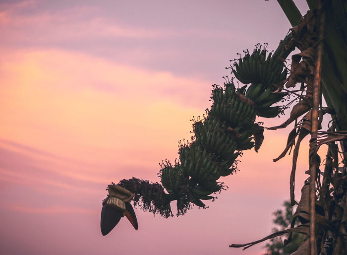 Low angle view of flowering plant against sky during sunset