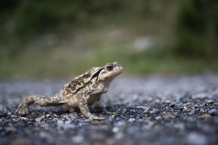 Close up of toad on a mountain road.