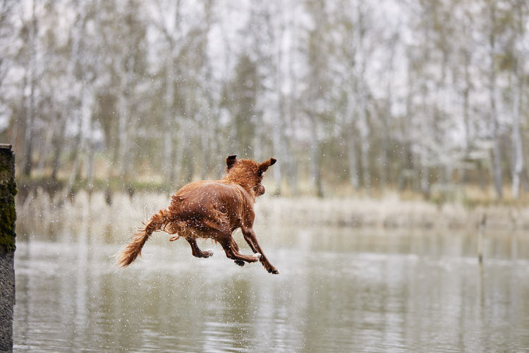 Happy dog is jumping into lake. selective focus on nova scotia duck tolling retriever in moution.