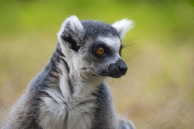 Close-up portrait of an animal