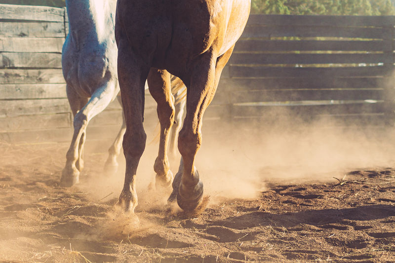 Horses running in roping arena, stirring up dust.