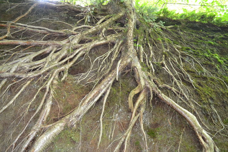 Close-up of tree roots in forest