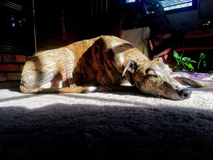 Sunlight falling on greyhound resting on rug at home