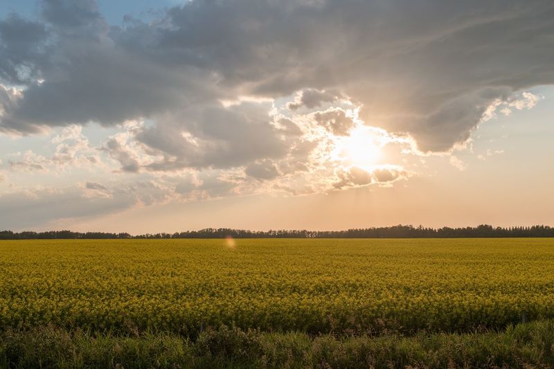 Scenic view of field against sky during sunset
