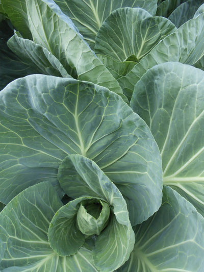 Full frame shot of fresh green cabbage