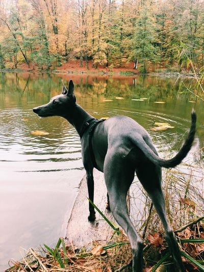 Rear view of dog standing by lake