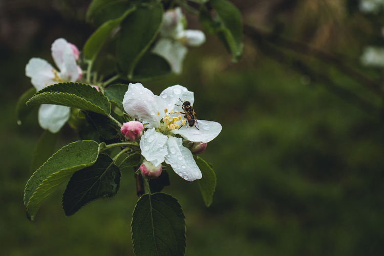 Close-up of white flowering plant.flowering apple tree