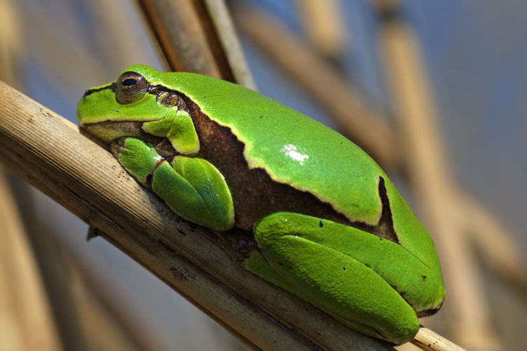 European tree frog from reeds of crna mlaka