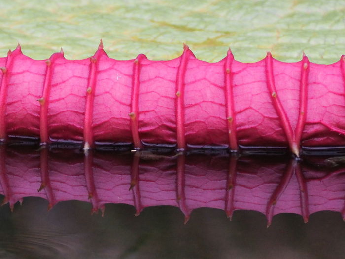 Close-up of pink sea in a row