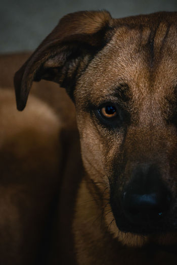 Close-up portrait of dog