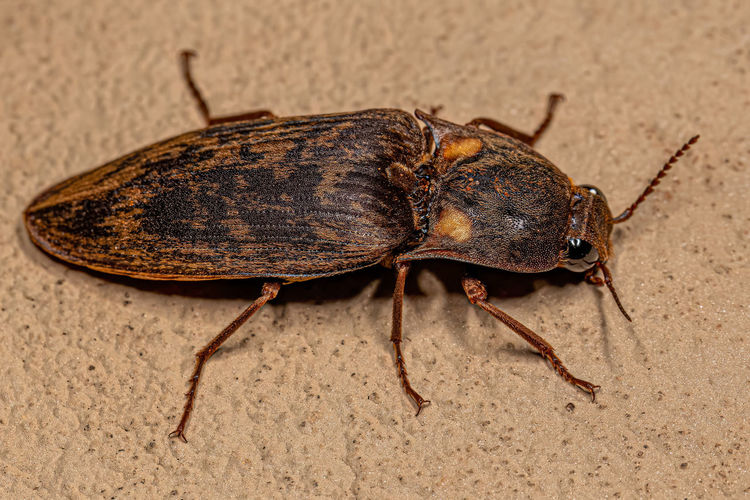 Close-up of insect