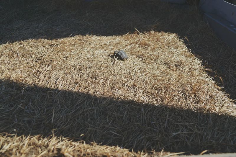 High angle view of bird on hay