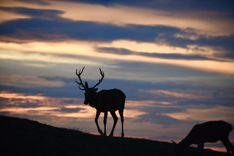 Silhouette reindeer on field against sky during sunset