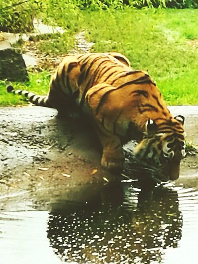 Tiger relaxing in water