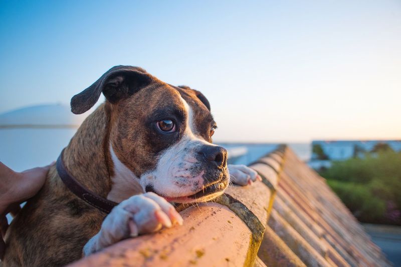 Close-up of dog by sea against clear sky