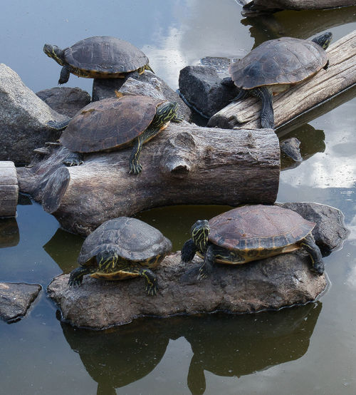 turtle