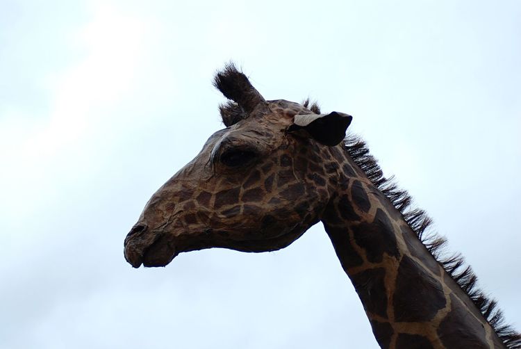 Low angle view of giraffe sculpture 