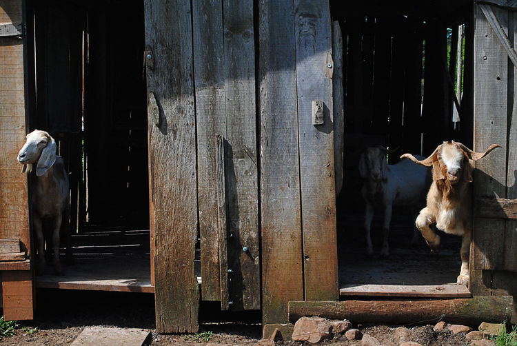 50 Doorways Pictures Hd Download Authentic Images On Eyeem