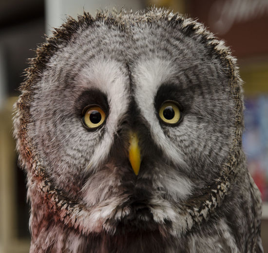 Close-up portrait of great gray owl