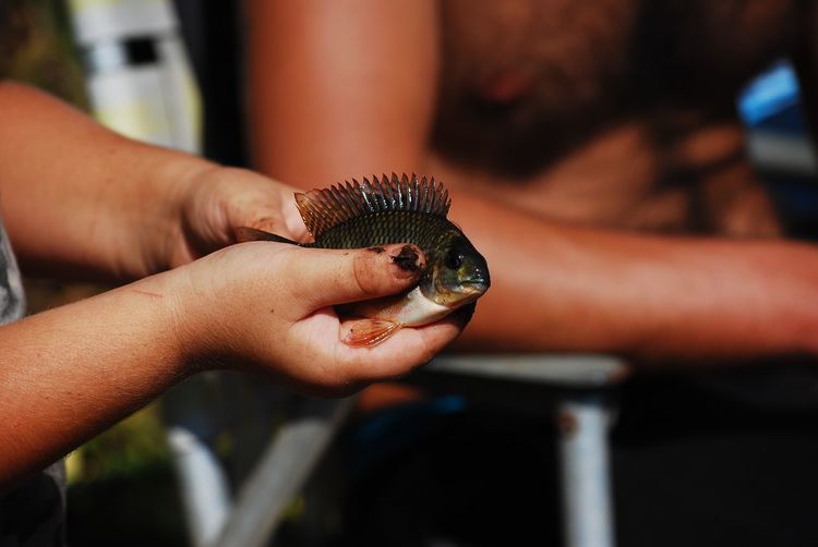 Cropped hands holding dead fish