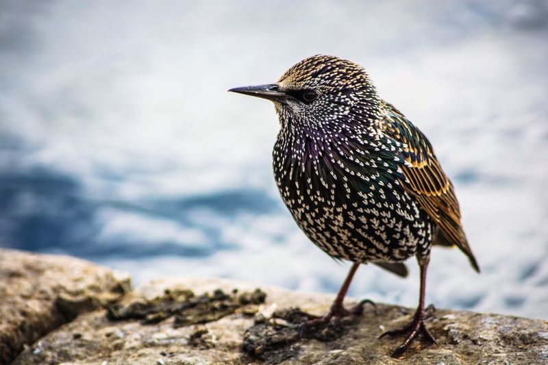 Close-up of a starling perching outdoors