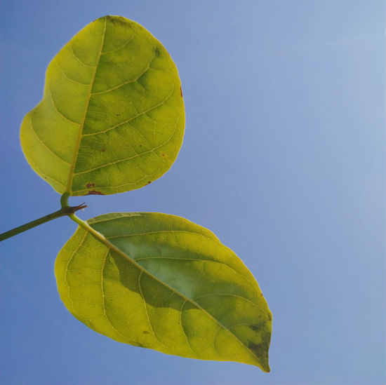 Low angle view of yellow leaf against clear blue sky