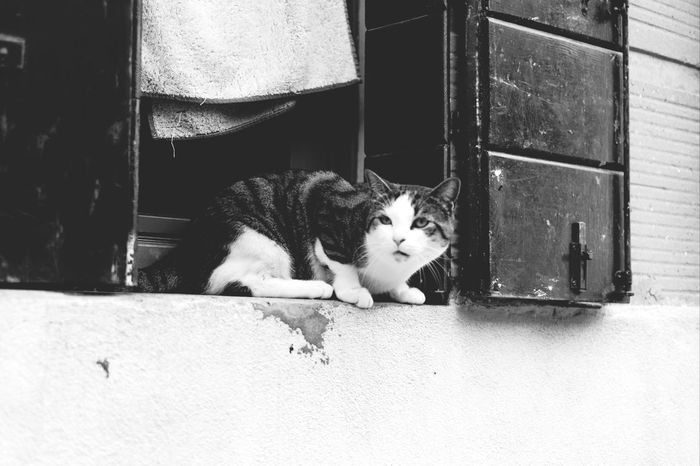 Cat on window