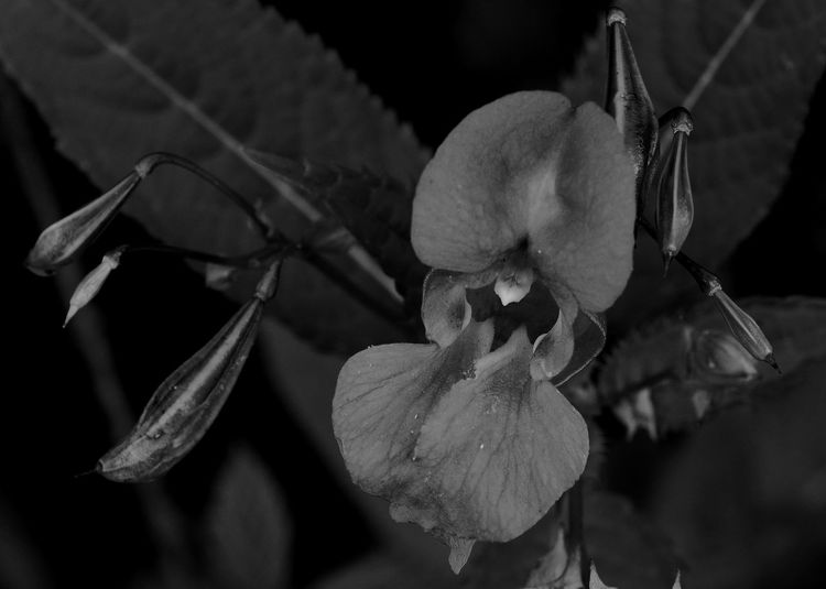 Close-up of flowers blooming outdoors