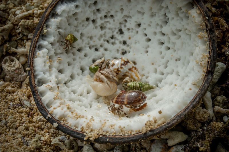 High angle view of shells in sea