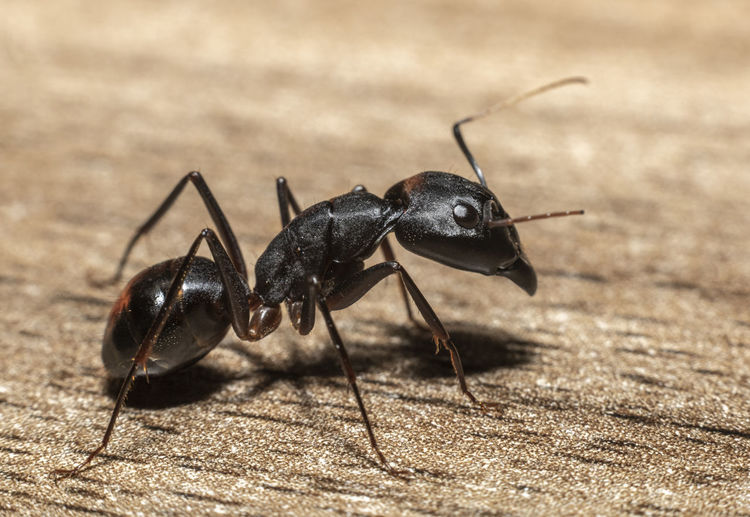 Close-up of ant