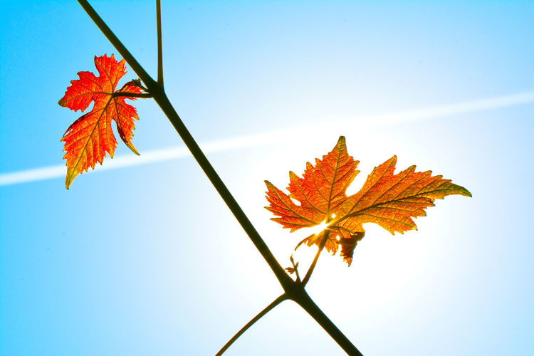 Low angle view of maple leaves against sky