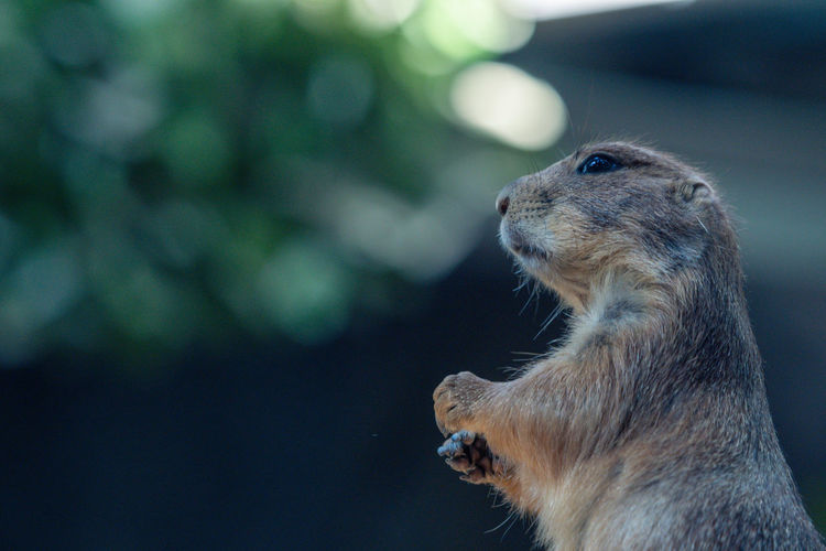 A prairie dog appears to be praying towards the light
