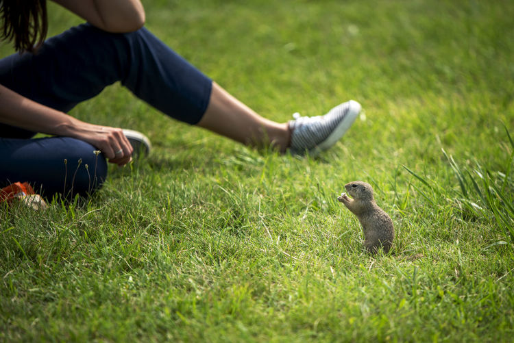 Man sitting by squirrel on field